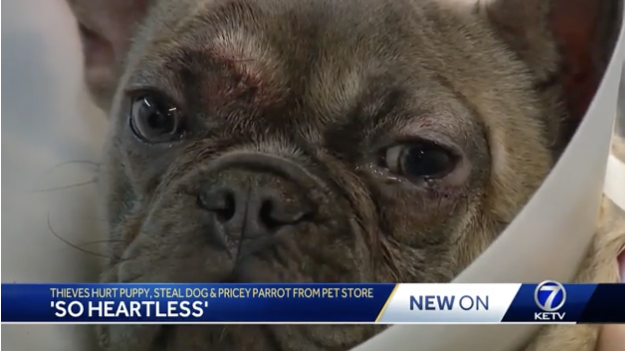 Burglars snatch expensive parrot and French bulldog in pet store smash-and-grab